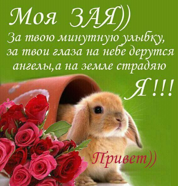 Зая картинки с надписями привет