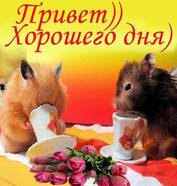 Пожеланием, открытки привет мужчине хорошего дня
